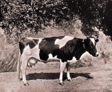 Dairy Farm's herd of cows at Pokfulam